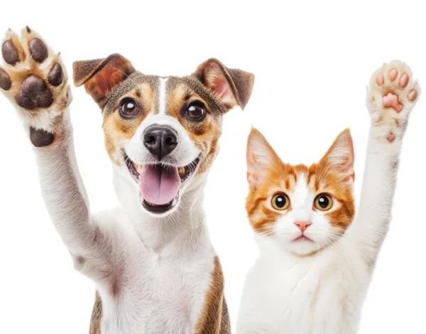 Veterinarias