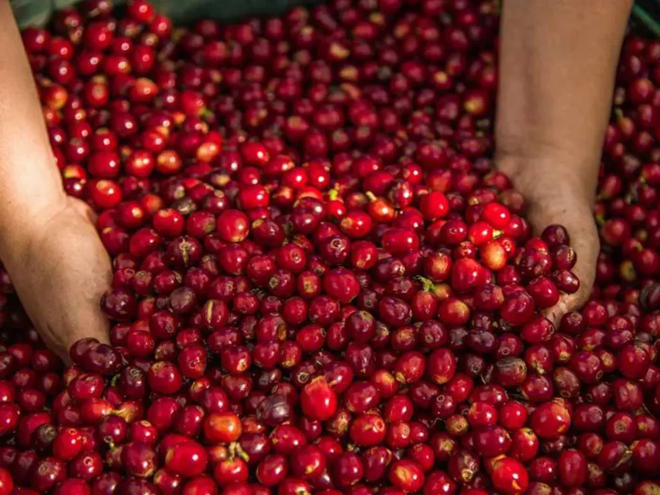 Manos recolectando cerezas maduras de café rojo durante la cosecha en Capitanejo, Santander.