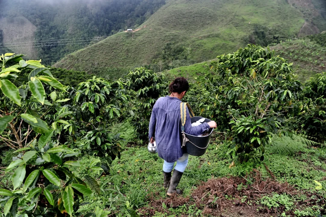 Cultivo de café de origen en las montañas de Capitanejo, Santander, a 1.100 metros de altitud.